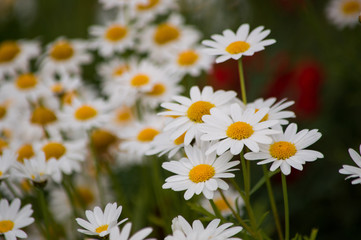 Fototapeta premium abstract background of white daisy.
