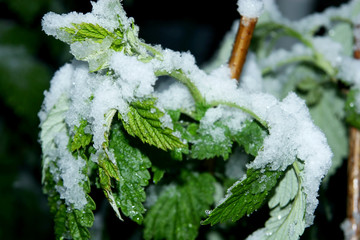Green leaves of raspberry under the weight of snow