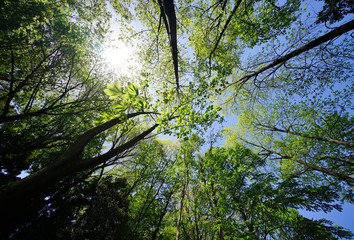 新緑の森