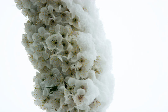 Flowering cherry in the snow