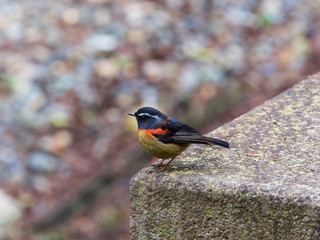 Collared Bush Robin,Alishan,Taiwan