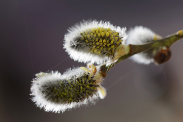 Closeup of a back lit branch of willow bud