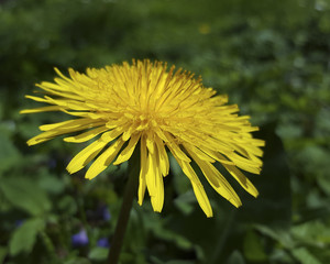 Dandelion flower (Taraxacum sp.); close-up