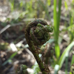 Fototapeta premium Unwinding leaf of fern; close-up