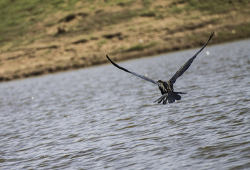 The Indian cormorant or Indian shag (Phalacrocorax fuscicollis) is a member of the cormorant family. 