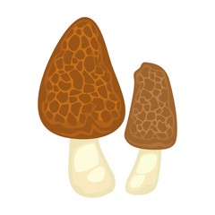 Morels collection two mushrooms isolated on white