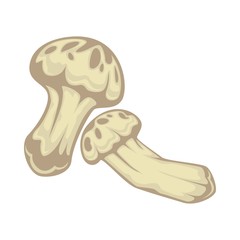 Matsutake fungus edible mushroom isollated on white background