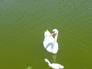 Cisne