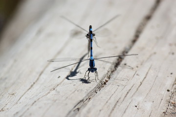 Damselflies mating