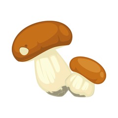 Two boletus with rounded brown hats and thickened legs