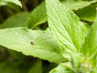 a small black fly resting upon a green ripe leaf with texture up close in the spring day light hazy