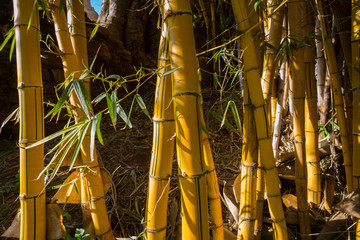 Bamboo in the Botanical Garden Chellah in Rabat, Morocco