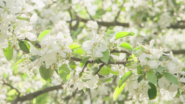 blossom apple tree with white flowers in sunny day slightly toned, prores footage