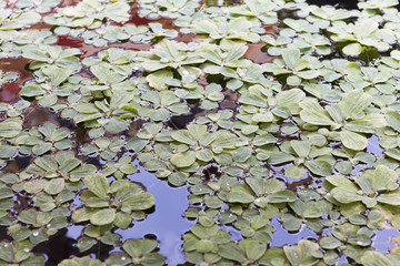 duckweed floating in the pond