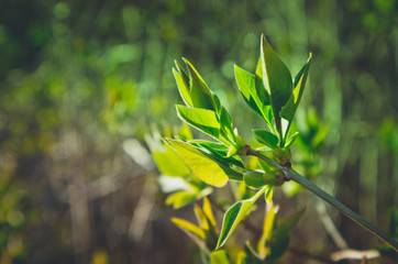 Obraz premium Horizontal photo depicting a macro spring view of the tree brunch with bushy green lovely leaf bud. Spring catkins, de focused, blurred forest on the background.