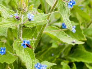 a bee landing upon a blue flower and harvesting its pollen with green leaves in the background in spring light