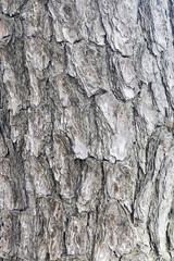 pinetree pole texture
