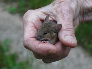 Kleine Maus in der Hand