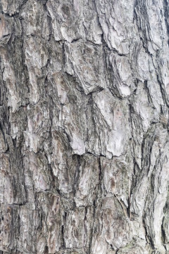 pinetree pole texture
