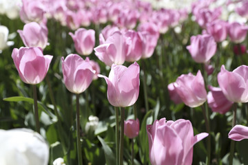 Tulip field in spring time