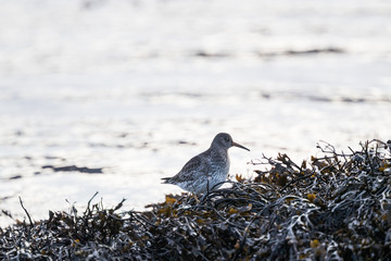 Purple sandpiper
