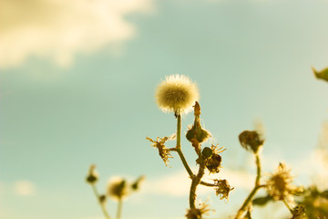 Uma Primavera Surreal