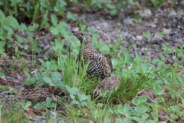 Ptarmigan in the grass