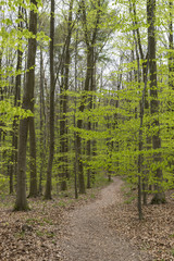 Fresh leaves in the spring beech forest. Background. Banner. Wallpaper.