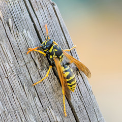 Portrait of a paper wasp close up