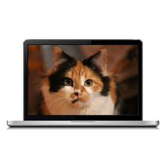 Modern laptop with cat on screen
