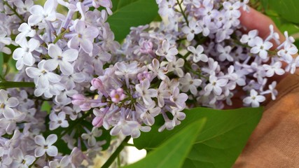 lilac, flower, spring, flowers, nature, blossom, green, plant