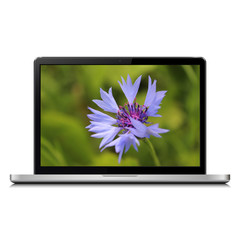 Laptop with cornflower on screen