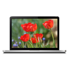 Laptop isolated on white with tulip flowers on screen