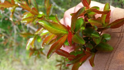 plant, green, nature, red, leaves, leaf, pomegranate, pomegranate leaves
