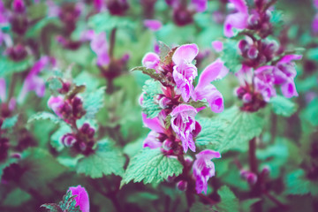Meadow flowers, mountain nature, summertime. Photo depicts a plenty of the violet mystic meadow flowers, growing in the green grass. Close up, macro view.