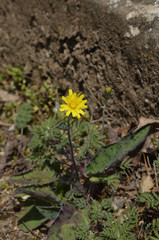 gelbes bl&uuml;mchen an einer burgtreppe