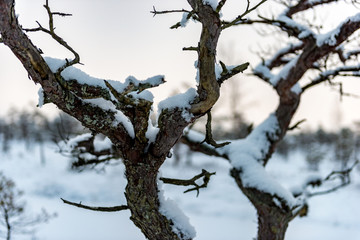 Snowy winter day at swamp. Small swamp trees.