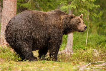 European brown bear (ursos arctos) male in boreal forest, Finland.