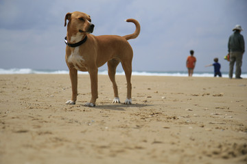 dog on the beach