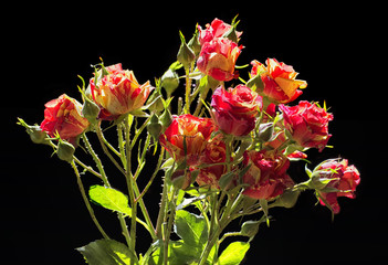 Bouquet of solar two-tone red-yellow roses on a dark background, festive bright picture