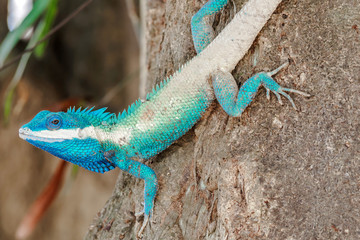 close up blue chameleon hold head on the tree