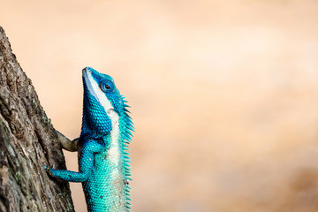 close up blue chameleon on the tree