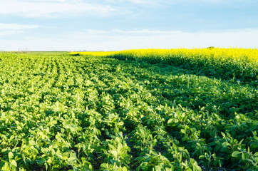 Rows of soy bean plants with a background of blue sky and a canola field in Saskatchewan