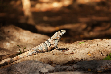 Varanus sitting in the sun at Chichen Itza, Mexico