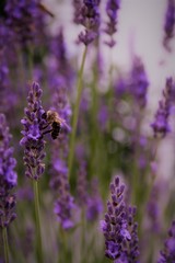 Naklejka premium Lavendel