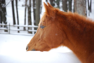Arabian horse in Winter