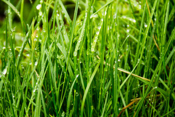 Fototapeta na wymiar Dew drops on green grass. Green grass background