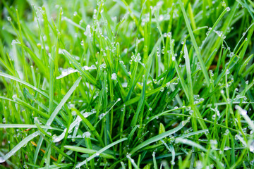 Dew drops on green grass. Green grass background
