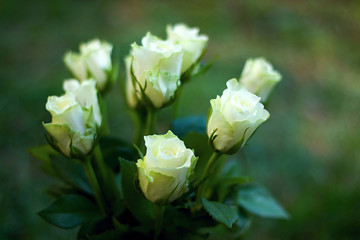 Beautiful white roses on a green background
