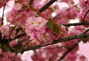Pink sakura flowers in the park